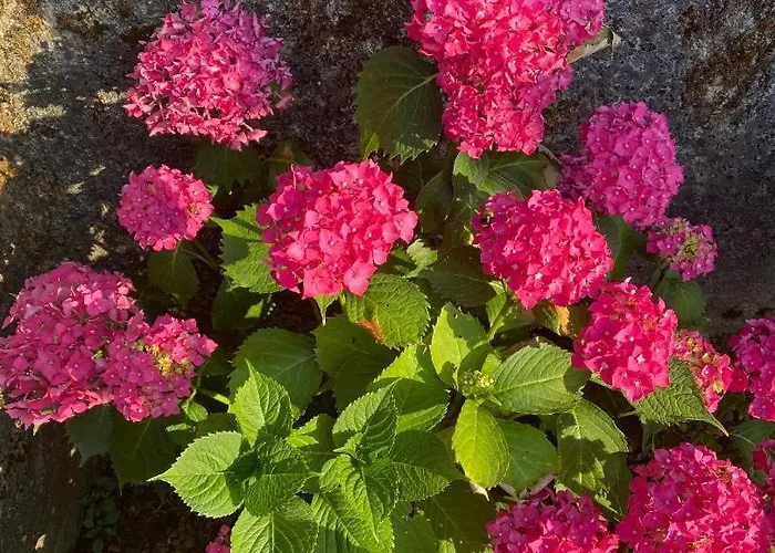 Lägenhet Charmante Maison En Pierre, Avec Terrasse Et Jardin Prive